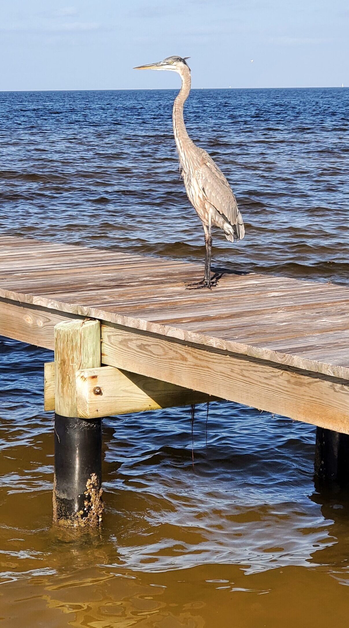 BOKEELIA PINE ISLAND FLORIDA